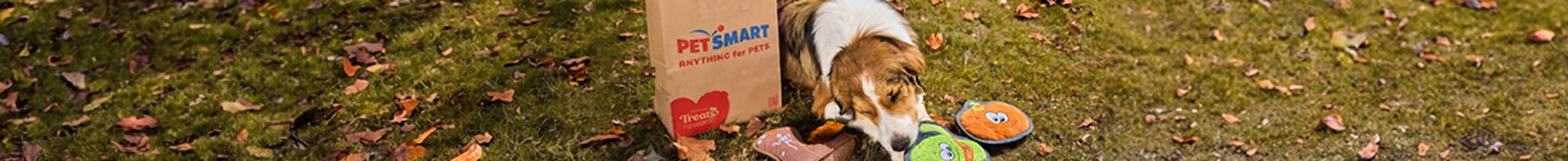 Dog playing with toys outside, lying next to a PetSmart shopping bag