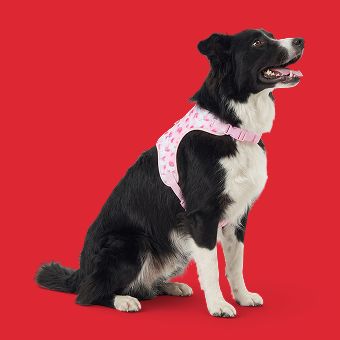 Dog wearing a harness