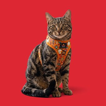 Cat wearing a harness