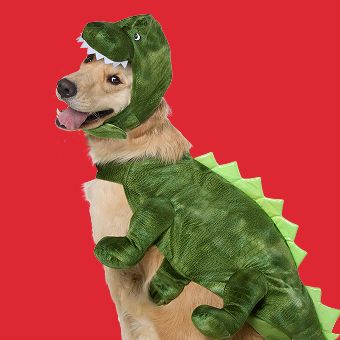 Dog wearing a Thrills & Chills Dinosaur Costume
