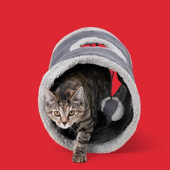 Cat inside a Whisker City Cozy Pop-Open Play Tunnel