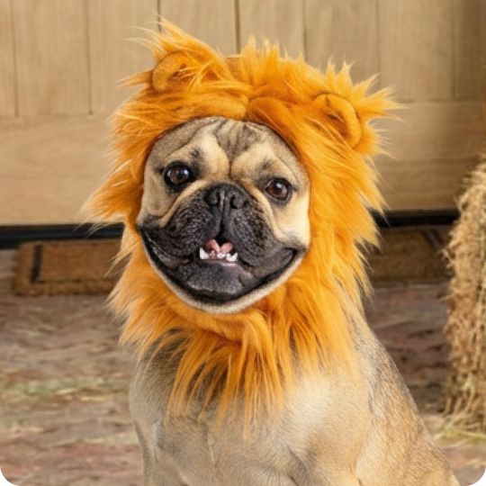 Dog dressed in a lion costume
