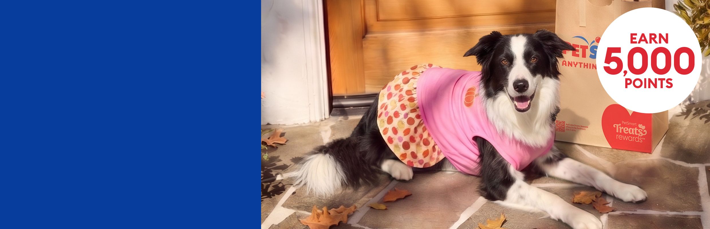 Border Collie wearing a pink outfit lying by a PetSmart shopping bag on a front porch with fall leaves