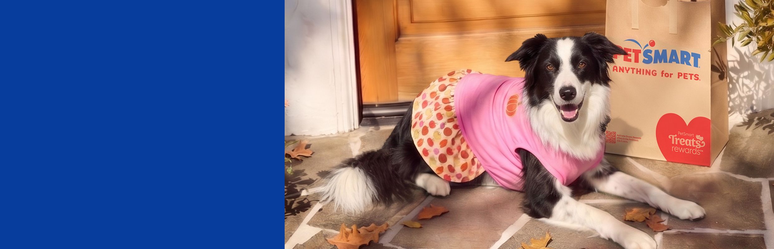 Border Collie wearing a pink outfit lying by a PetSmart shopping bag on a front porch with fall leaves