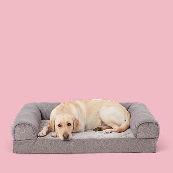 Dog lying on a Top Paw Orthopedic Bed