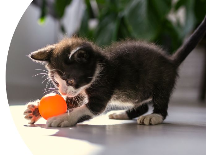 Kitten playing with an orange ball