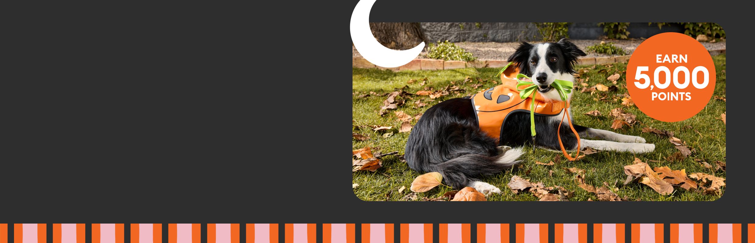 Black & white dog wearing a pumpkin costume outdoors in a fall setting with a callout that reads, earn 5,000 points