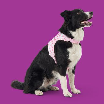 Dog wearing a harness
