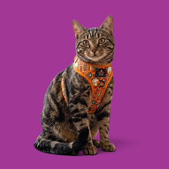 Cat wearing a harness