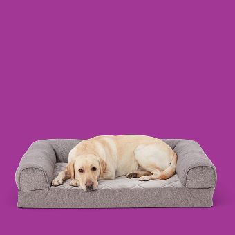 Dog lying on a Top Paw Orthopedic Bed