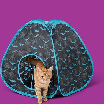 Cat stepping out of a Halloween-themed tent