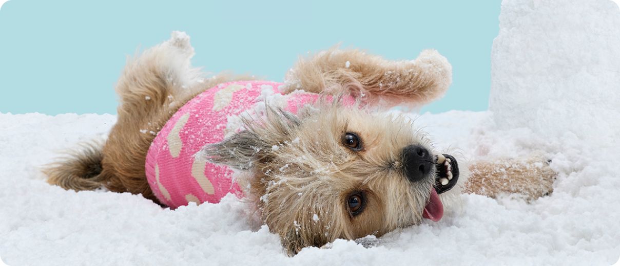 Dog wearing pink sweater laying in snow