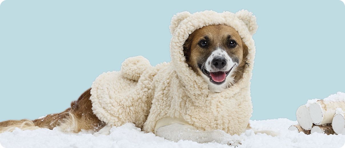 Dog wearing a hoodie laying in snow