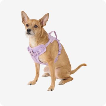 Collars, Harnesses & Leashes