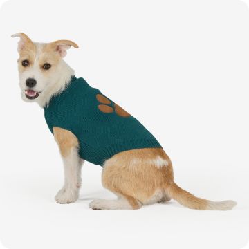 Dog in a sweater