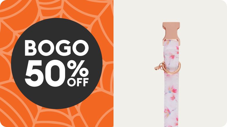 BOGO 50% OFF shown on orange spiderweb with pink collar
