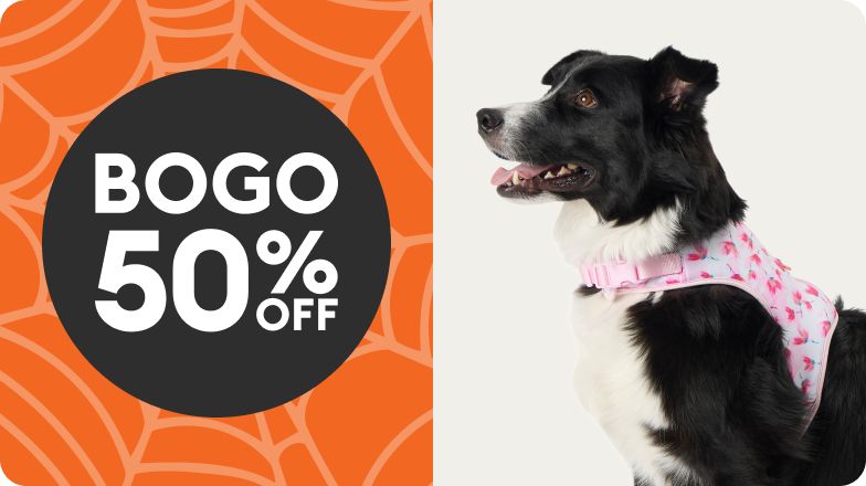BOGO 50% OFF shown with dog wearing pink harness & spiderweb 