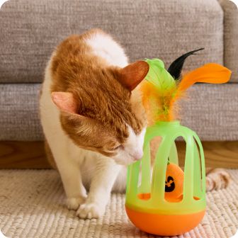 Orange & white cat sniffing toy