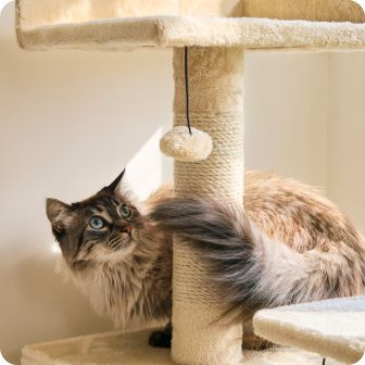 Long-haired cat on cat tree