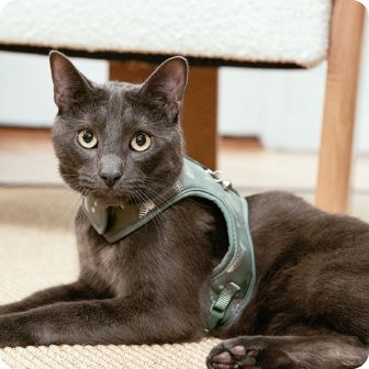 Gray cat shown wearing green harness