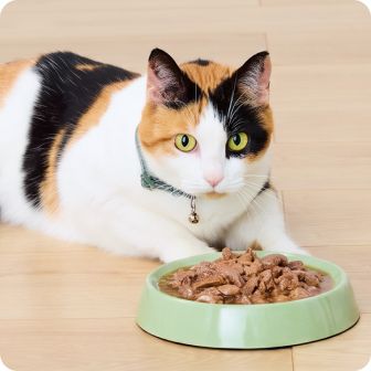 Calico in front of green food bowl