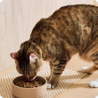 Tabby eating kibble from bowl