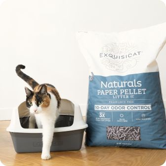 Cat stepping out of box next to bag of litter