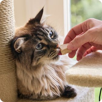 Long-haired cat on cat tree taking treat from hand