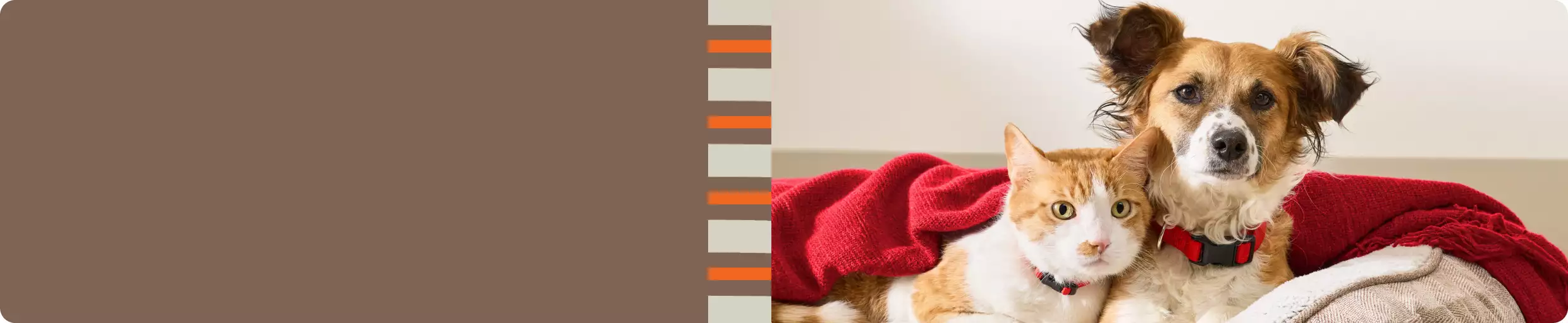 Dog & cat lying together on a bed with a red blanket