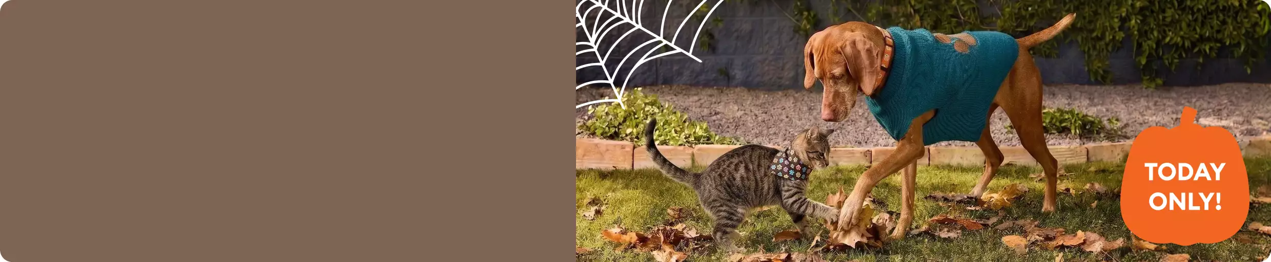Brown dog wearing a sweater playfully interacting with a tabby cat in a fall yard & a badge promoting, today only