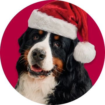 Dog wearing Santa hat