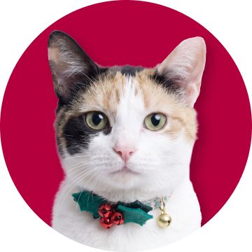 Cat wearing holly collar