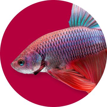 Betta fish