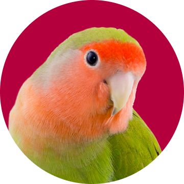 Lovebird