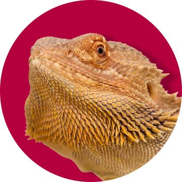 Bearded dragon
