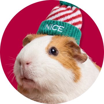 Guinea pig wearing "Nice" hat