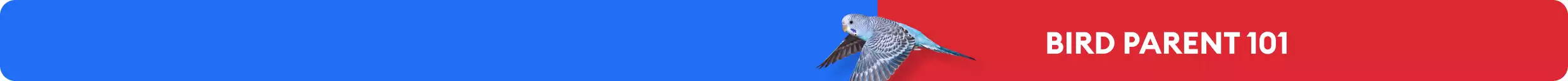 White "Bird Parent 101" text against a red background and a picture of a parakeet