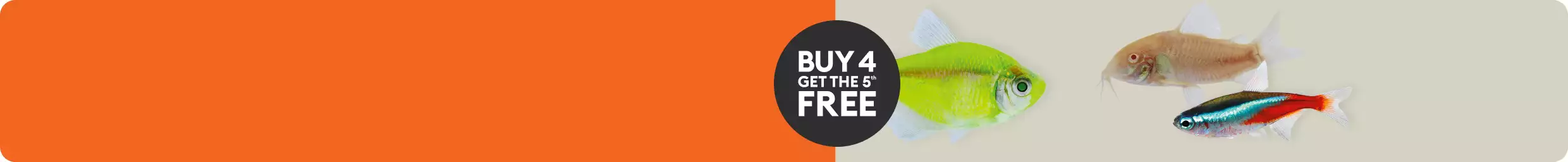 A "Buy 4, get the 5th FREE" badge and three colorful fish