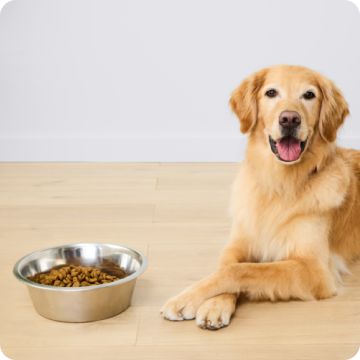 Dog lying on the floor with their front paws crossed next to a food bowl