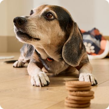 Dog lying on the floor next to a stack of cookies