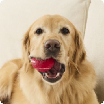 Dog holding a red toy in their mouth
