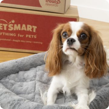 Dog lying on a bed next to PetSmart boxes