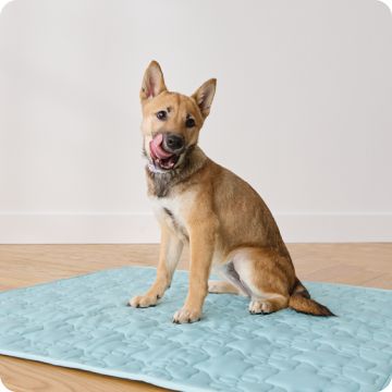 Small dog sitting on a dog pad