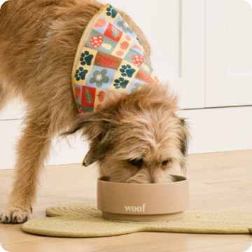 Dog wearing a colorful bandana eating out of a bowl