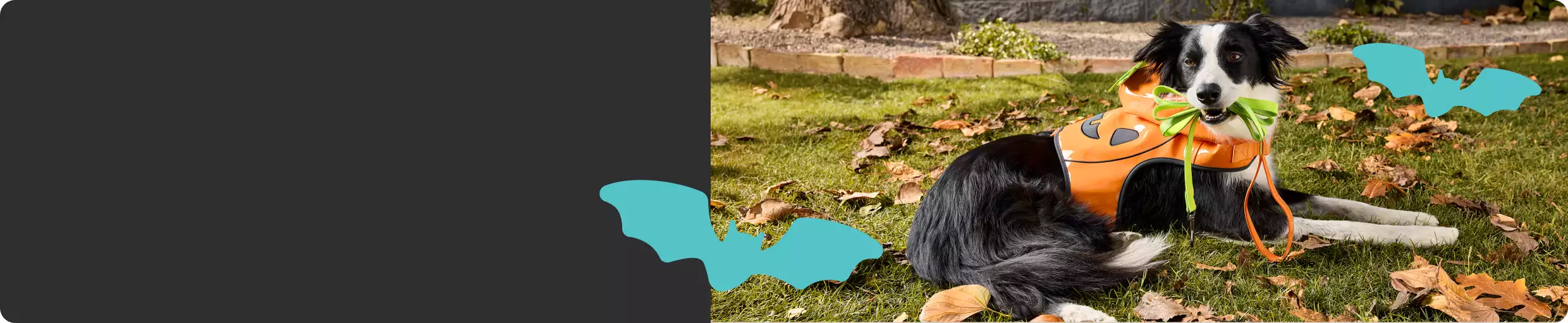 Dog lying outside wearing a pumpkin costume & holding a leash in their mouth and blue bat graphics