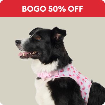 BOGO 50% OFF with black & white dog in pink & white harness