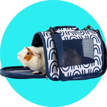 Guinea pig in travel carrier