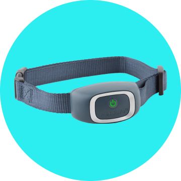 Electronic collar