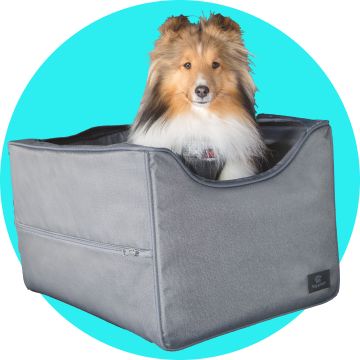 Dog in car booster seat