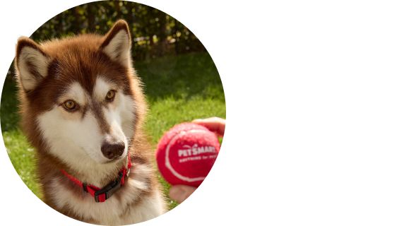Brown white husky looking at red tennis ball